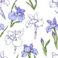 Blue irises on white background, seamless